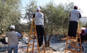 Markets & Economy: ‘Ominous start’ to West Bank olive harvest amid settler attacks