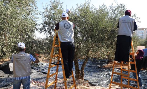 Markets & Economy: ‘Ominous start’ to West Bank olive harvest amid settler attacks